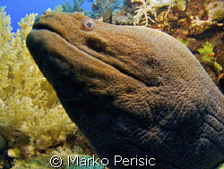 A Giant Moray (gymnothorax javanicus) fills the frame. So... by Marko Perisic 